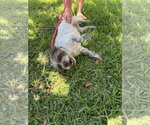 Small #5 Mutt