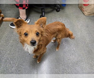 Chihuahua-Unknown Mix Dogs for adoption in Redwood City, CA, USA