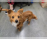 Small Chihuahua Mix