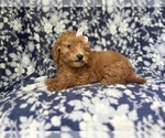 Small #4 Goldendoodle (Miniature)