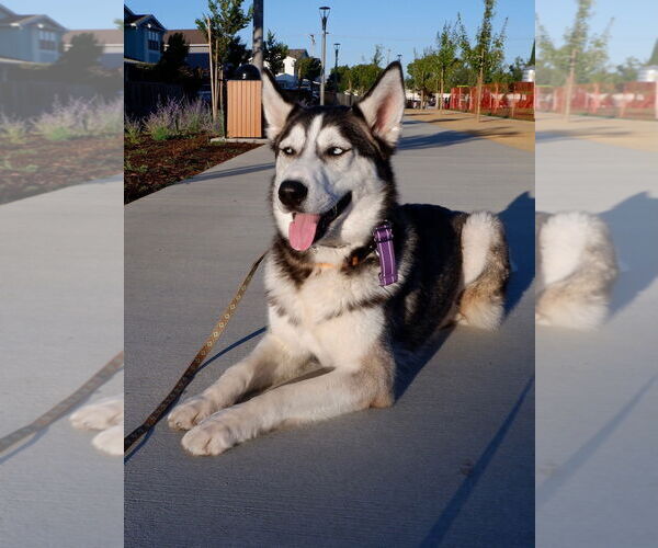 Medium Photo #8 - Mix Puppy For Sale in Woodland Hills, CA, USA