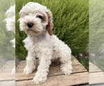 Small #4 Cockapoo (Miniature)