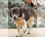 Small Photo #2 English Shepherd-Great Pyrenees Mix Puppy For Sale in Newfoundland, PA, USA