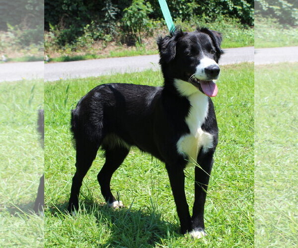 Medium Photo #3 Border Collie-Unknown Mix Puppy For Sale in Prattville, AL, USA