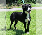 Small #2 Border Collie Mix