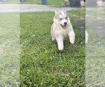 Small #2 Siberian Husky