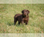 Small Photo #1 Labrador Retriever Puppy For Sale in GIBSONVILLE, NC, USA