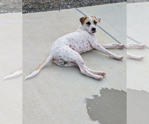 Medium Photo #1 Pointer-Staffordshire Bull Terrier Mix Puppy For Sale in Oakhurst, NJ, USA