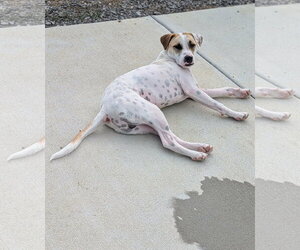 Pointer-Staffordshire Bull Terrier Mix Dogs for adoption in Oakhurst, NJ, USA