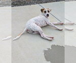 Small Pointer-Staffordshire Bull Terrier Mix