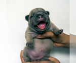 Small Photo #1 French Bulldog Puppy For Sale in DOUGLASVILLE, GA, USA