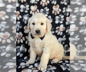 English Cream Golden Retriever Puppy for sale in PEACH BOTTOM, PA, USA