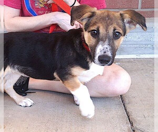 Medium Photo #2 Mutt Puppy For Sale in Carrollton, TX, USA