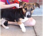 Small #1 Mutt