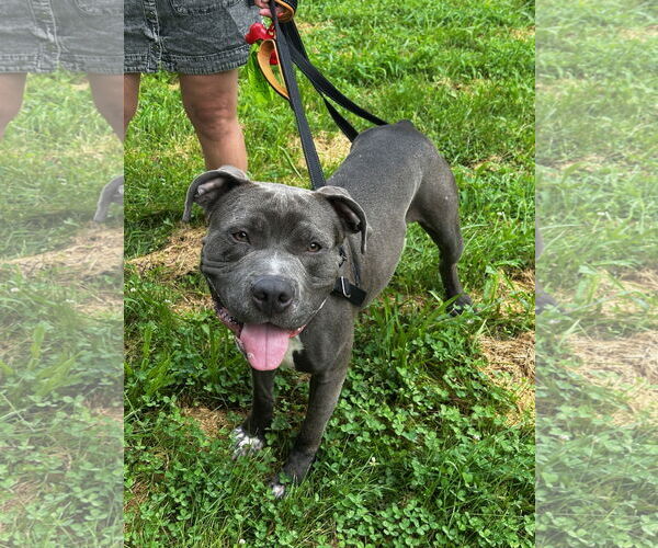 Medium Photo #3 American Pit Bull Terrier Puppy For Sale in Alexandria, VA, USA