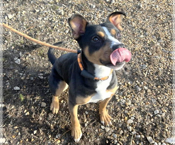 Medium Photo #3 Mutt Puppy For Sale in Anniston, AL, USA