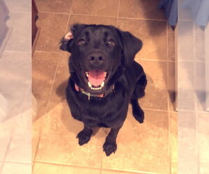 Labrador Retriever-Unknown Mix Dogs for adoption in Germanton, TN, USA