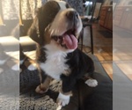 Small #7 Bernese Mountain Dog