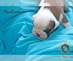Small Photo #8 Olde English Bulldogge Puppy For Sale in WRIGHT CITY, MO, USA