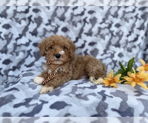 Cavapoo (Miniature) Puppy for sale in LAKELAND, FL, USA