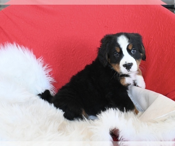 Medium Photo #2 Bernese Mountain Dog Puppy For Sale in SUGARCREEK, OH, USA