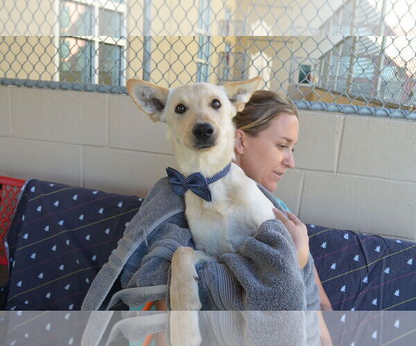 Medium Photo #2 Mutt Puppy For Sale in McKinney, TX, USA