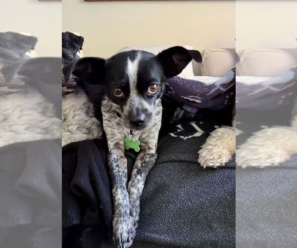 Medium Photo #17 Rat-Cha Puppy For Sale in Mooresville, NC, USA