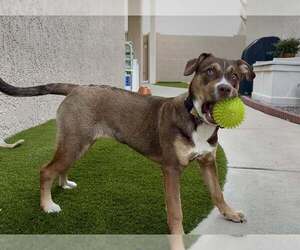 Aussiedor Dogs for adoption in Cave Creek, AZ, USA