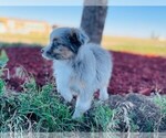 Small Photo #13 Miniature Australian Shepherd Puppy For Sale in BLACK FOREST, CO, USA