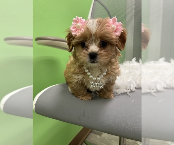 Medium Photo #1 Cavapoo (Miniature) Puppy For Sale in RANDOLPH, MA, USA