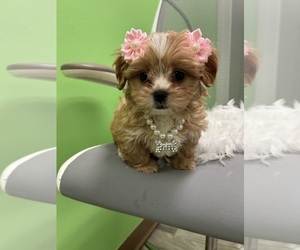 Cavapoo (Miniature) Puppy for sale in RANDOLPH, MA, USA