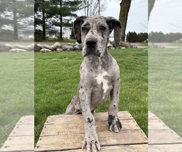 Medium Photo #2 Great Dane Puppy For Sale in MIDDLEBURY, IN, USA