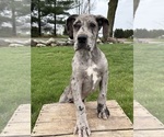 Small #1 Great Dane
