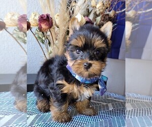 Yorkshire Terrier Puppy for Sale in OAKLAND, California USA