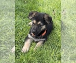Image preview for Ad Listing. Nickname: Dusty