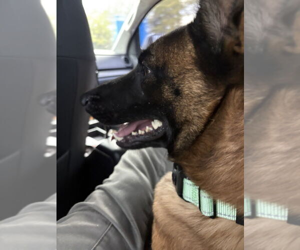 Medium Photo #2 Mutt Puppy For Sale in Imlay City, MI, USA