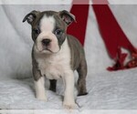 Small Photo #1 Boston Terrier Puppy For Sale in FREDERICKSBG, OH, USA