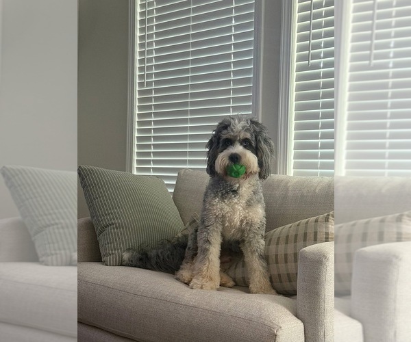 Medium Photo #1 Bernedoodle Puppy For Sale in TROY, NC, USA