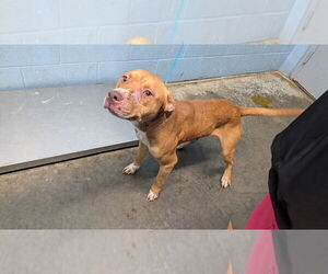 Mutt Dogs for adoption in Evansville, IN, USA