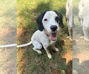 English Springer Spaniel-Unknown Mix Dogs for adoption in Greenville, SC, USA