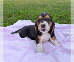 Puppy Aubrey Basset Hound