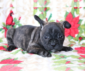 Faux Frenchbo Bulldog Puppy for sale in SHILOH, OH, USA