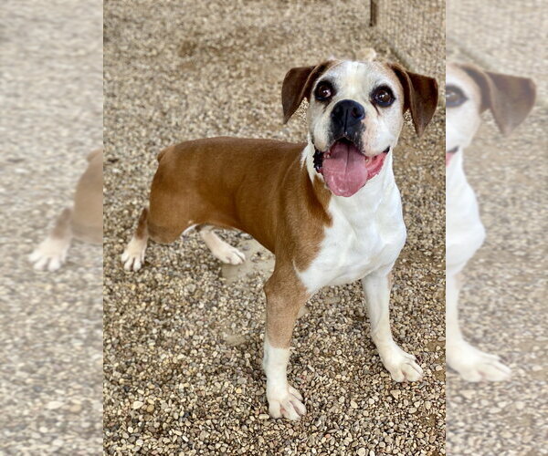 Medium Photo #2 Boxer Puppy For Sale in Austin, TX, USA