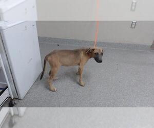 American Pit Bull Terrier-Unknown Mix Dogs for adoption in Pasadena, TX, USA