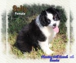 Small #2 Miniature Australian Shepherd