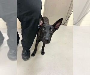 German Shepherd Dog Dogs for adoption in Sanford, FL, USA