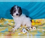 Small #8 Goldendoodle-Poodle (Toy) Mix