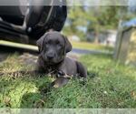 Small Photo #17 Labrador Retriever Puppy For Sale in ALEXANDRIA, VA, USA