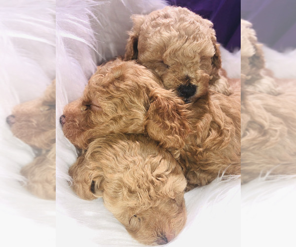 Medium Photo #27 Poodle (Toy) Puppy For Sale in CARTHAGE, MO, USA