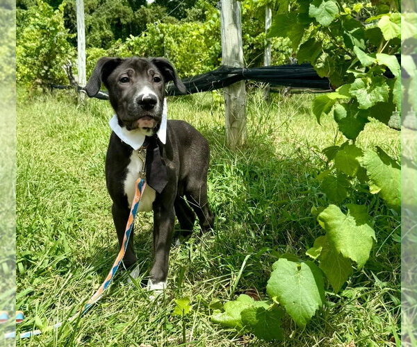 Medium Photo #7 American Pit Bull Terrier-Labrador Retriever Mix Puppy For Sale in Chester, VA, USA